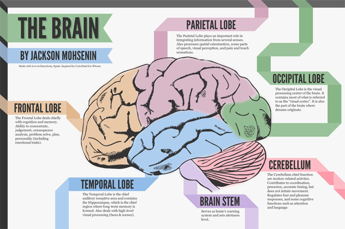 The Brain Infographics by Jackson Mohsenin