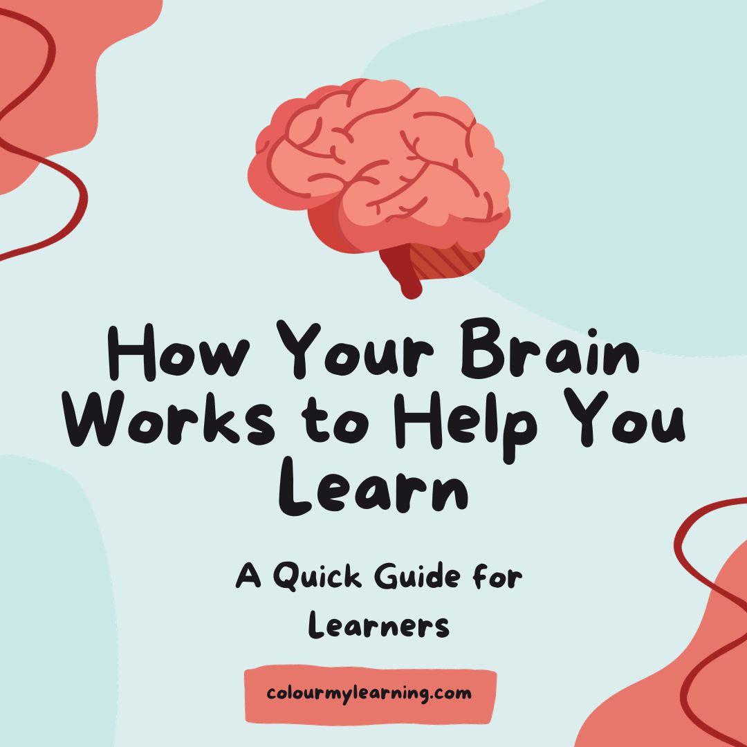 How Your Brain Works to Help You Learn