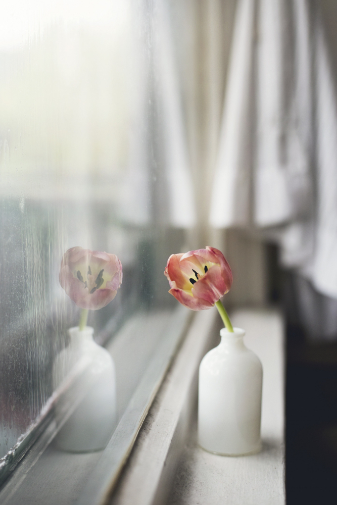 soothing image of a tulip flower in a vase by the window