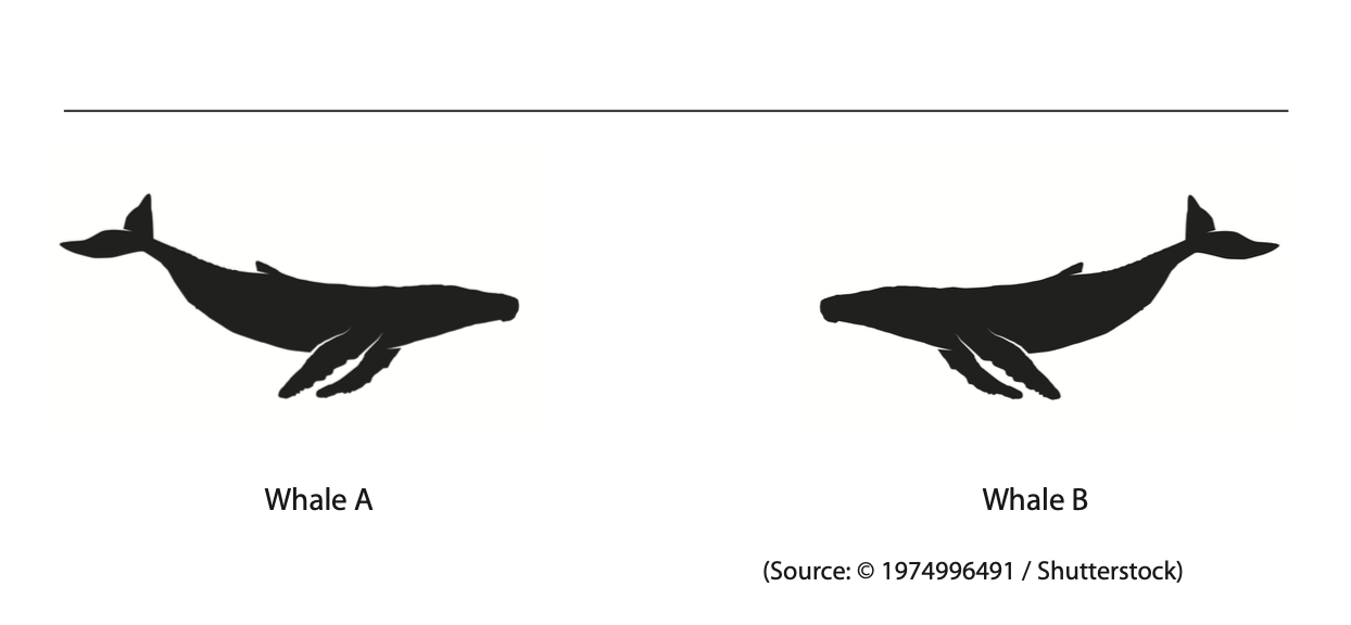 November 2024 Paper 1P Q8 A